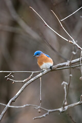Eastern bluebird perching on a winter branch in a forest