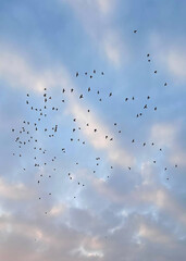 Black birds flying in flocks at sunset with pink clouds