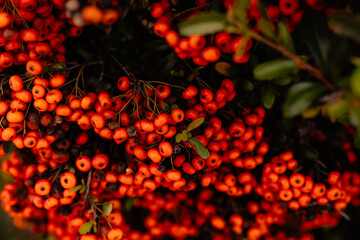 A bush of wild Firethorn red berries and greenery © Cavan