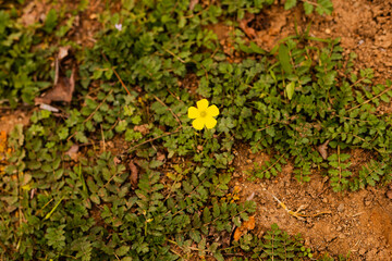 single yellow dandelion flower with greenery