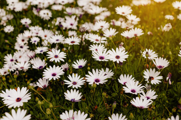 field of white African daisies with purple centers and golden sunlight
