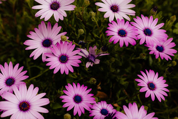 Purple and lavender Spring flower African daisies with greenery