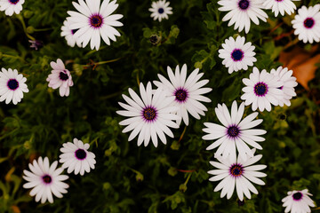 White and purple African daisies with purple centers and greenery
