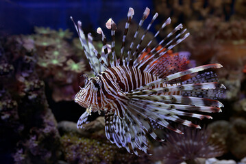 Poisonous lion fish showing its sharp fins