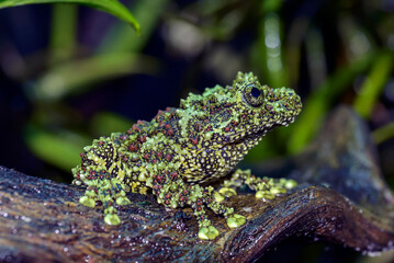 a frog with a unique shape, the mossy frog