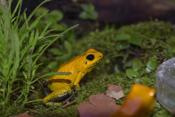 Poison dart frog inside a bush