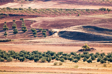 Olive groves in the fertile plain of Alhambra