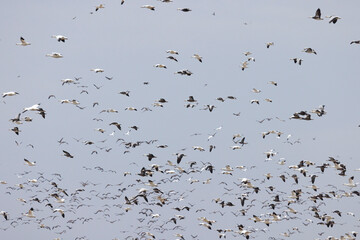 Migrating geese in flight above Maryland's Eastern Shore.