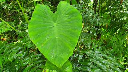 green leaf with water drops