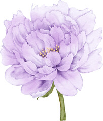 Peony Flower Element