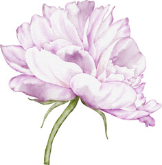 Peony Flower Element