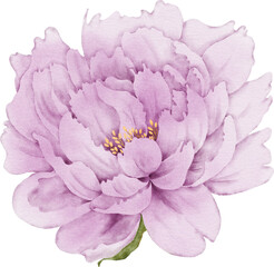 Peony Flower Element