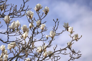 White magnolia in spring in March.