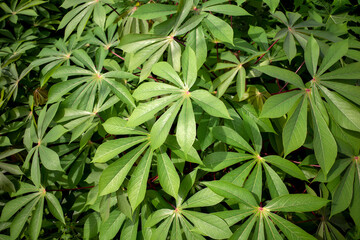 Cassava, Mandioa, Manioc, Tapioca trees (Manihot esculenta), young green leaves