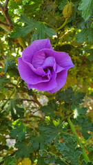 Flowers of Spring in Full colour