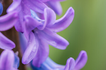 purple blooming hyacinth flower close up