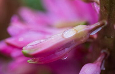 pink hyacinth flower bud with dew drop