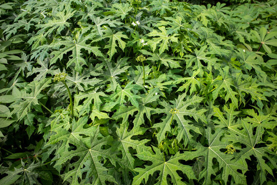 Daun Gedi, Abelmoschus manihot green leaves or japan papaya leaves