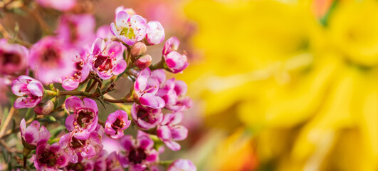 beautiful flowering plant with small pink flowers