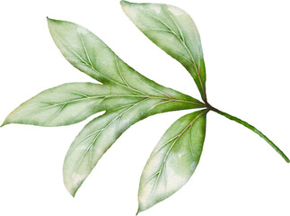 Peony Leaves Element