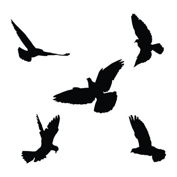 Vector silhouette of flying birds vector isolated