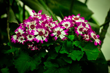 flowers in the garden