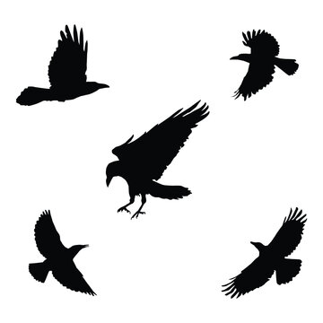 Vector silhouette of flying birds vector isolated