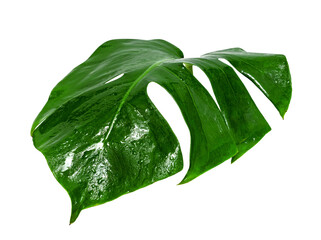 Green leaves pattern,leaf monstera with water drop isolated