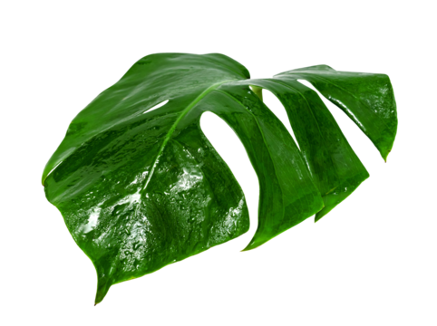 Green leaves pattern,leaf monstera with water drop isolated