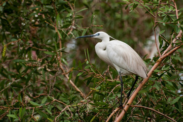 Aigrette garzette perchée sur une branche