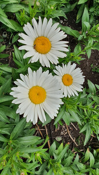 White daisy yellow centres