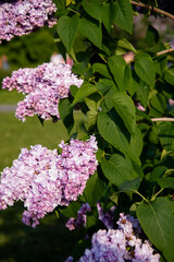 Beautiful lilac branches in close-up. Spring shrubs. The Botanical Garden.