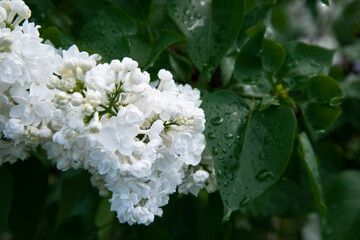 Beautiful lilac branches in close-up. Spring shrubs. The Botanical Garden.