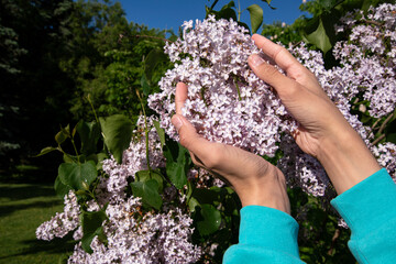 Lilac flower buds in the palms. Pruning and shaping of the shrub. Small flowers.