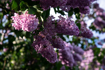 Beautiful lilac branches in close-up. Spring shrubs. The Botanical Garden.