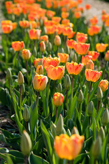 Blooming orange tulips garden in sunlight