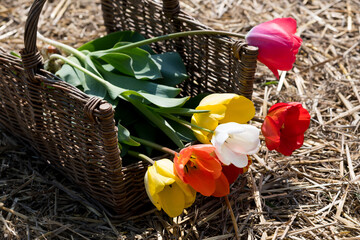 Colorful tulips in basket on yellow grass