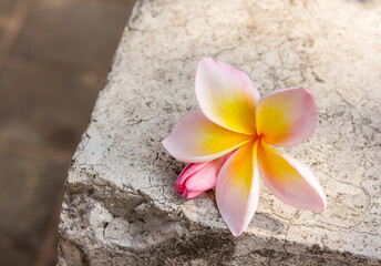 Frangipani flower on old cement floor.
