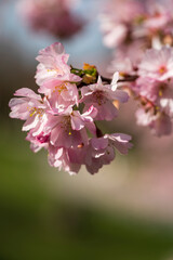 Japanese Cherry Blossom in close up view at the Munich Park during Spring time