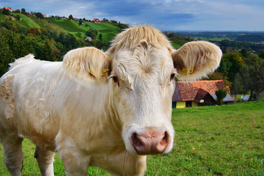 Rinder auf der Weide in der Südsteiermark