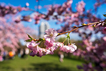 Japanese Cherry Blossom in close up view at the Munich Park during Spring time