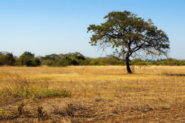 Summer landscape with blue sky, green grass, and trees in a rural savanna setting