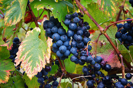 Blaue Weintrauben am Rebstock