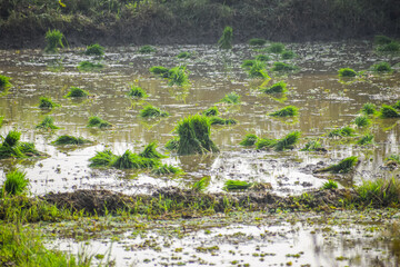 Fototapeta na wymiar Rice Planting and cultivation. paddy plantation in the field. Rural wet farmland.
