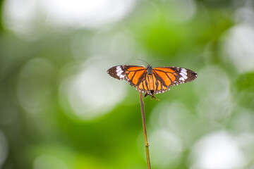 Fototapeta na wymiar Monarch butterfly with beautiful nature background. Orange butterfly resting on a branch.