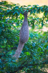 Beautiful nest hanging to the branch. Weaver Bird's Nest, Bird home.