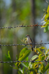 Indian Silverbill or White-throated Munia resting in their habitat. Small passerine bird, Euodice malabarica.