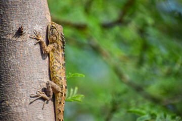 Oriental garden lizard crawling on the tree. Reptile, Indian garden lizard. (Calotes versicolor)