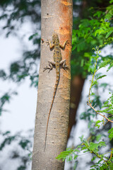 Oriental garden lizard crawling on the tree. Reptile, Indian garden lizard. (Calotes versicolor)