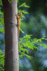 Oriental garden lizard crawling on the tree. Reptile, Indian garden lizard. (Calotes versicolor)
